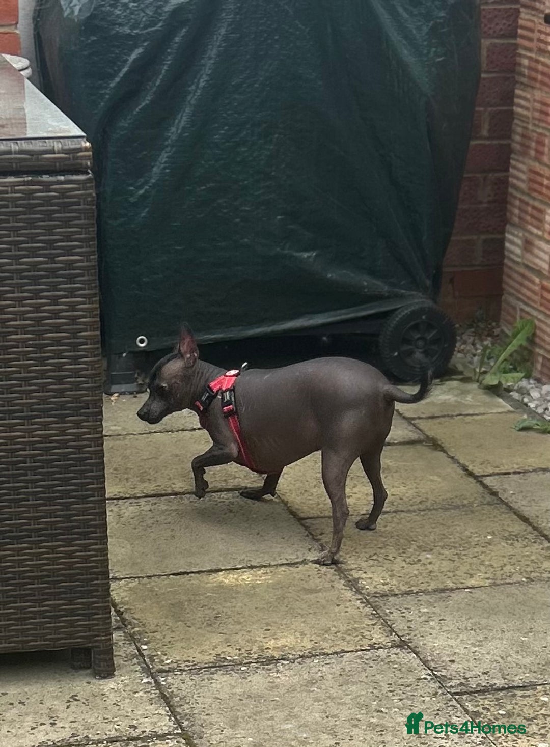 Mexican Hairless dogs for sale: Mexican Hairless, mini - Image 5