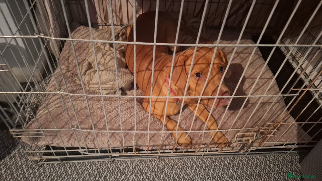 Hungarian Vizsla dogs for sale: Hungarian vizsla  - Image 3