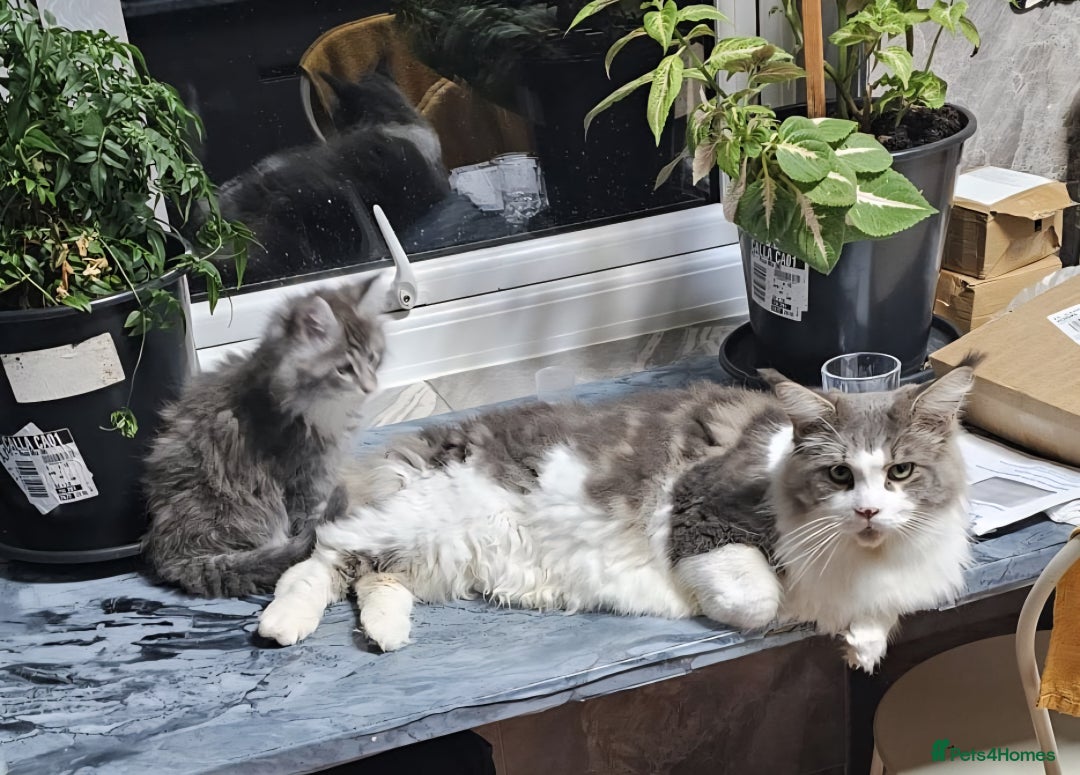 Maine Coon cats for sale: Giant maine coon kittens for sale  - Advert 15