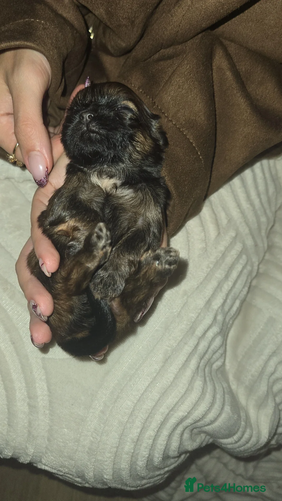 Shih Tzu dogs for sale: Adorable shih tzu  - Advert 3