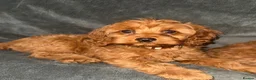 Cavapoo dogs for sale: A beautiful little of Cavapoo puppies  - Advert 4