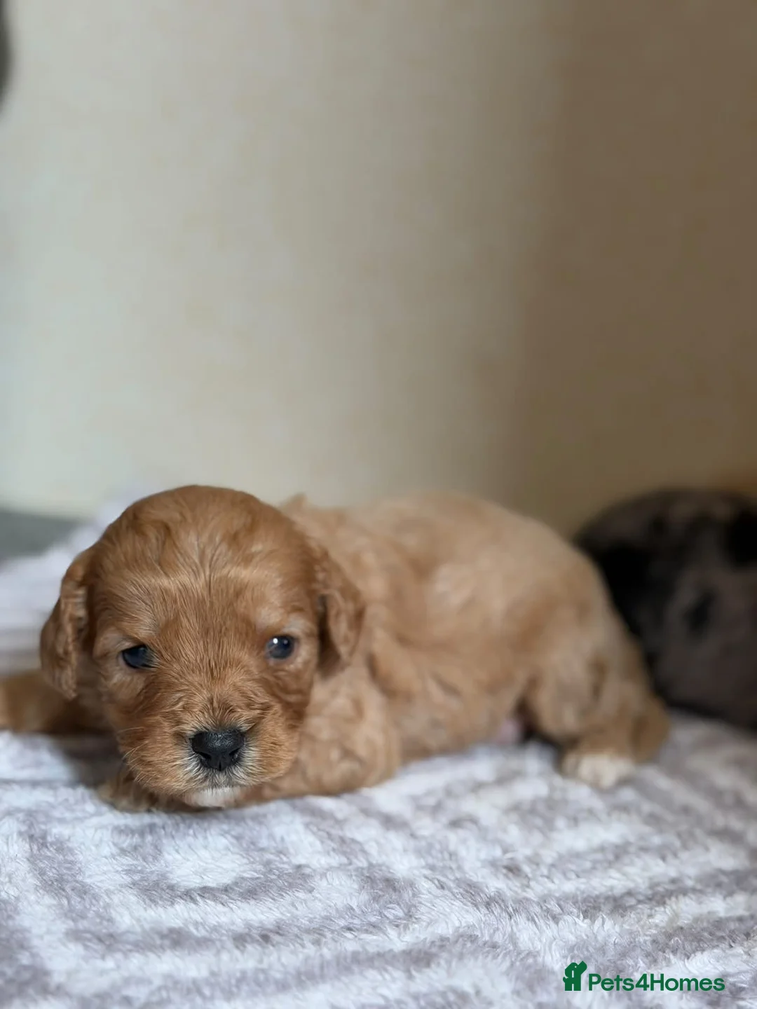 Cavapoo dogs for sale: Impressive F1 Merle Cavapoos  - Advert 2
