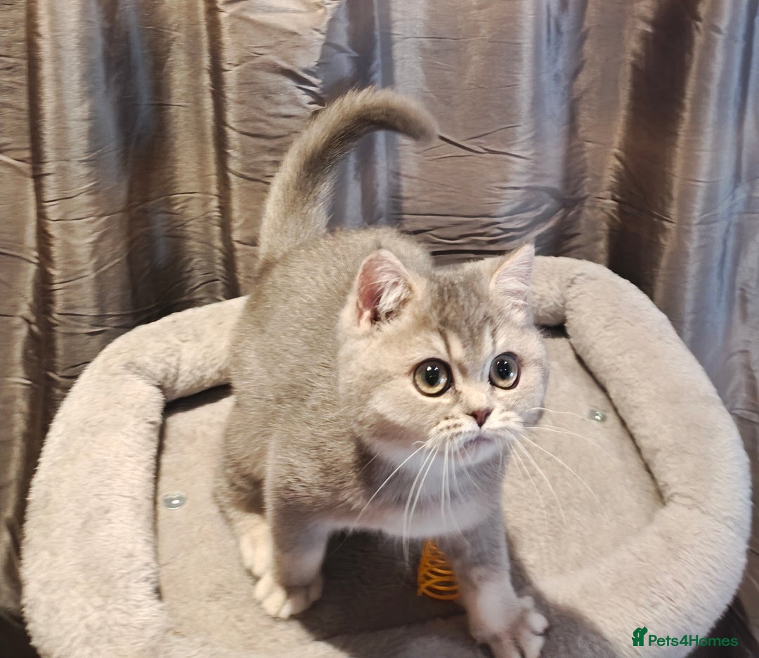 British Shorthair cats for sale: Blue golden female, TICA registered  - Advert 7