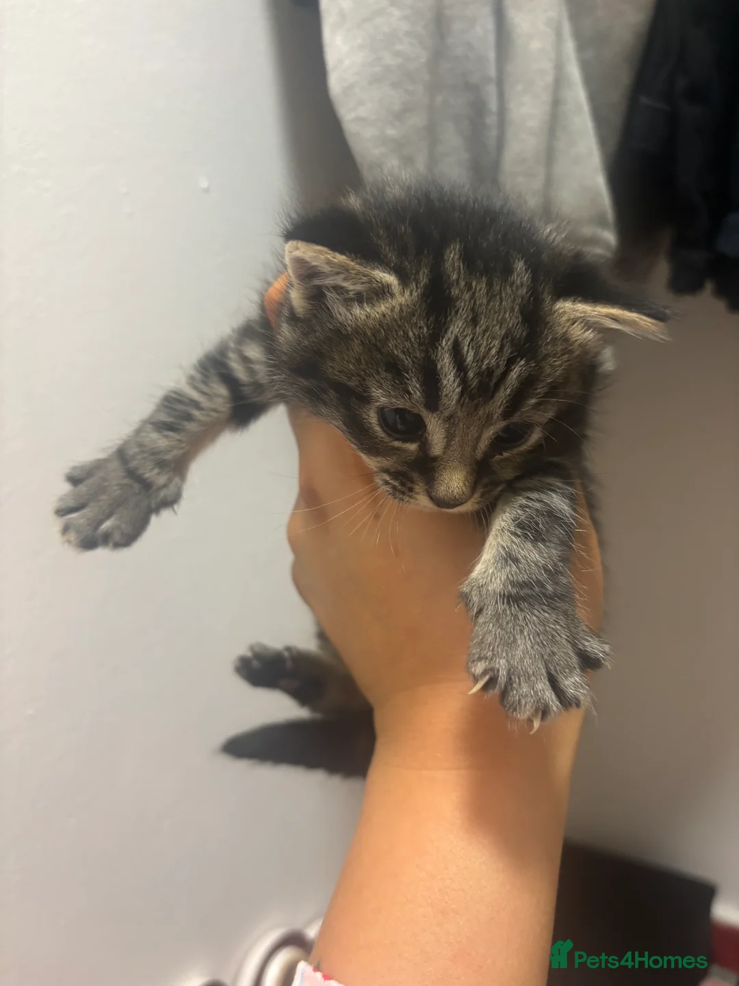 Mixed Breed cats for sale: 5 kittens available for reservation in Brandon - Advert 2