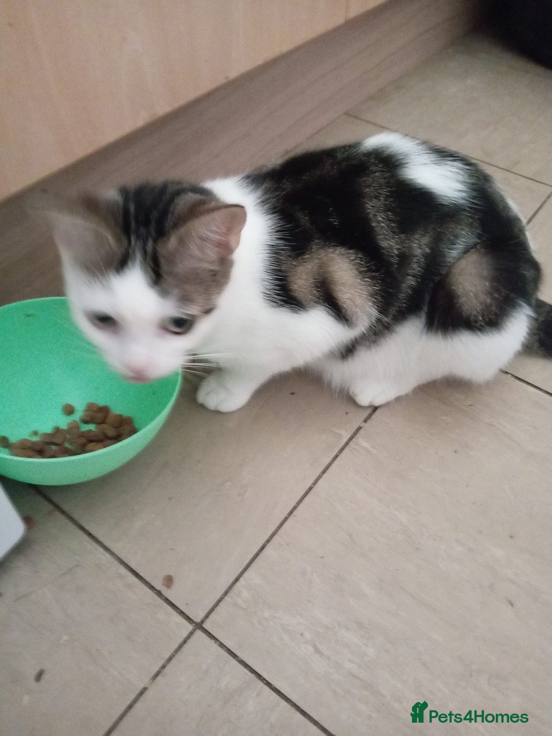Mixed Breed cats for sale: 4 beautiful kittens ready to leave now  - Image 5