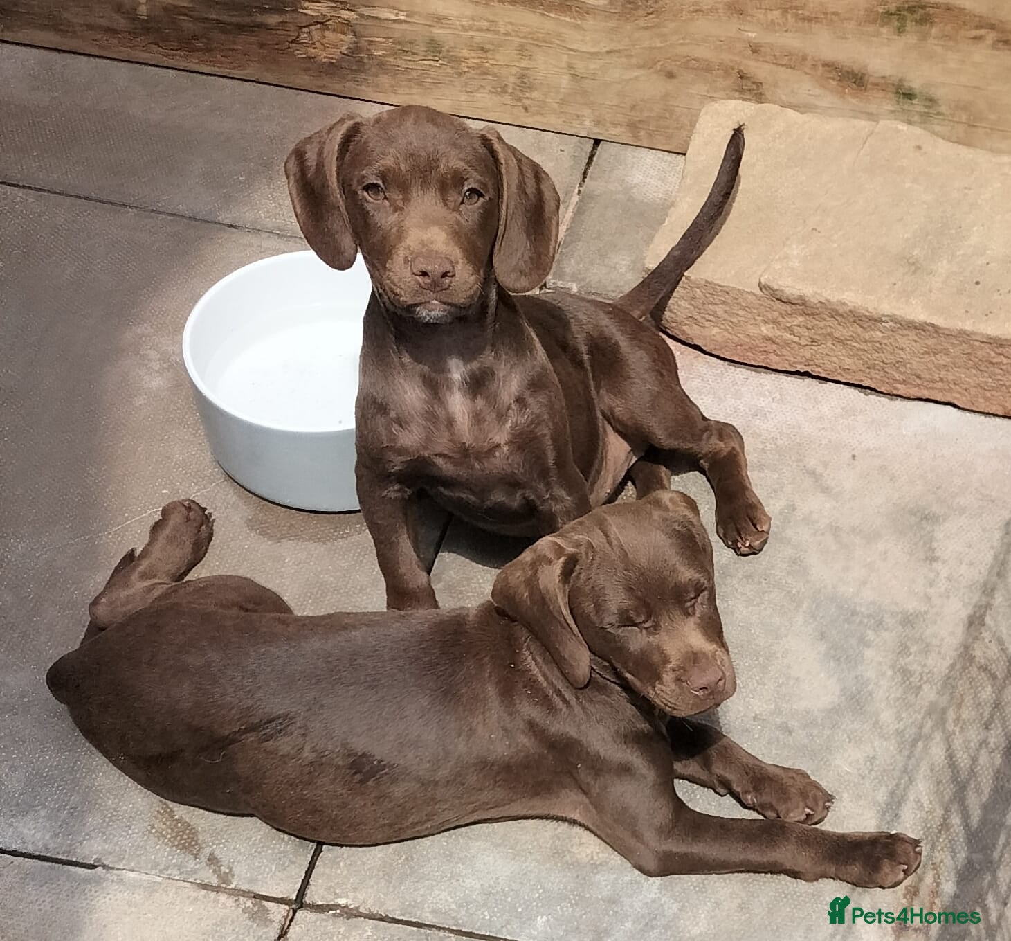 Sprocker dogs 2 Beautiful GIRL pups ready NOW - Advert 1