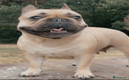 French Bulldog dogs for sale: ✨ Fawn French Bulldog Female ✨ - Image 2