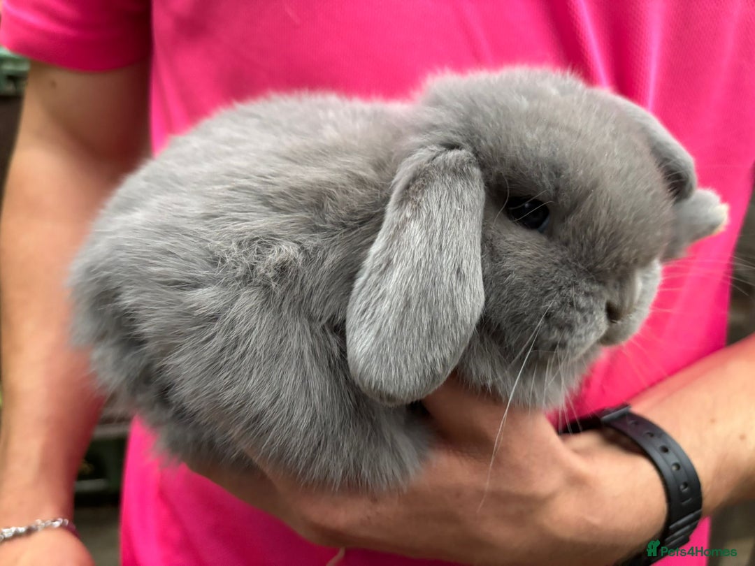 Mini Lop rabbits for sale: Friendly Pure Bred Mini Lop Bunnies Ready Now! - Image 2