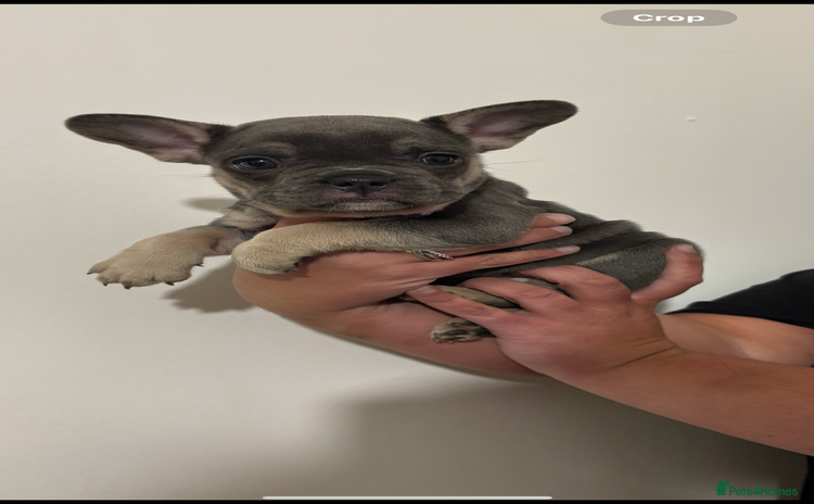 French Bulldog dogs - Advert 2