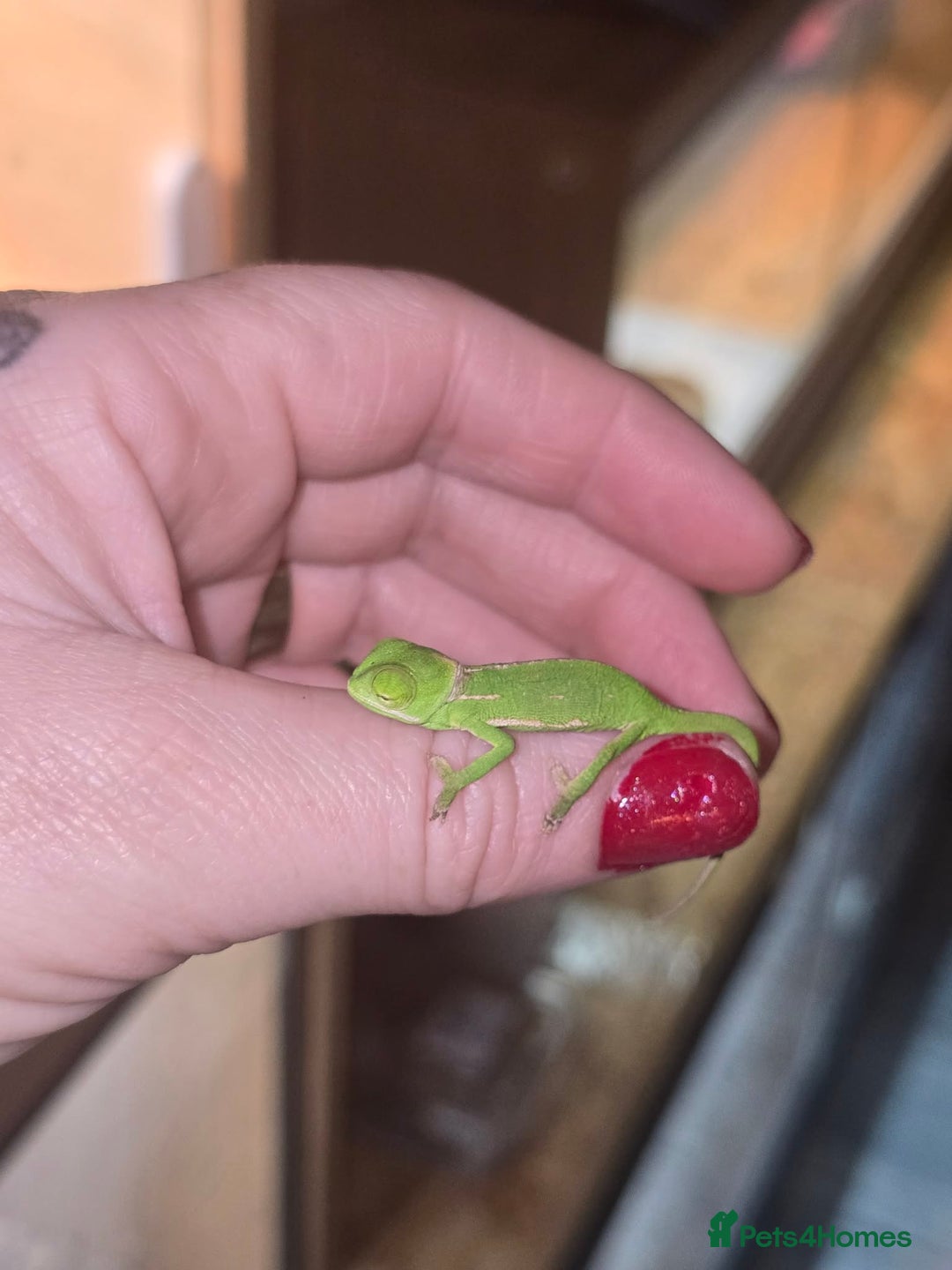 Chameleon reptiles for sale: BABY VEILED CHAMELEONS  - Advert 3