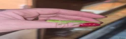 Chameleon reptiles for sale: BABY VEILED CHAMELEONS  - Advert 3