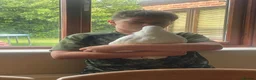 Parrots birds for sale: Hand reared baby boy umbrella cockatoo - Advert 4