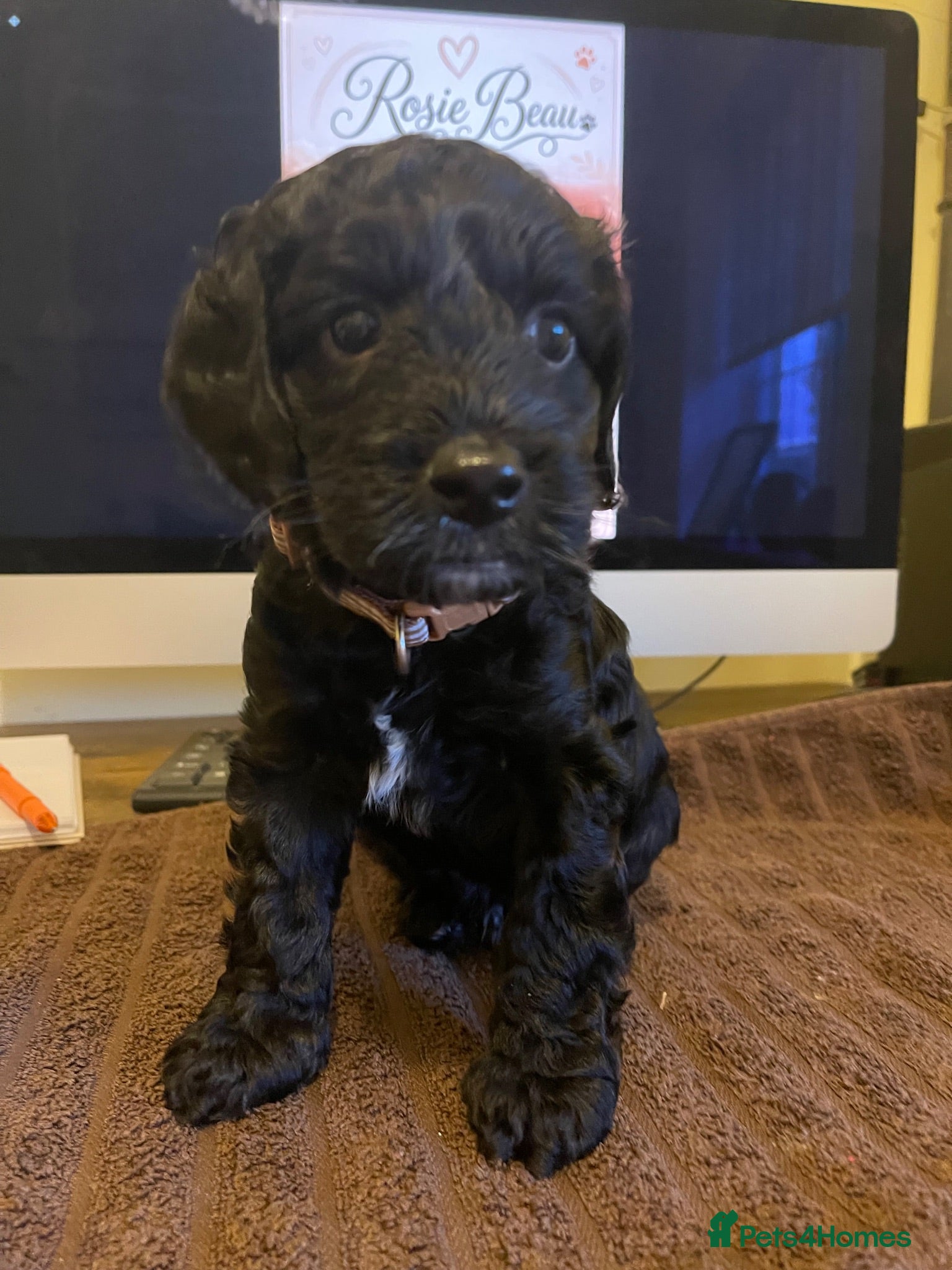 Cockapoo dogs Exceptional F1 Cockapoo Puppies - Advert 2