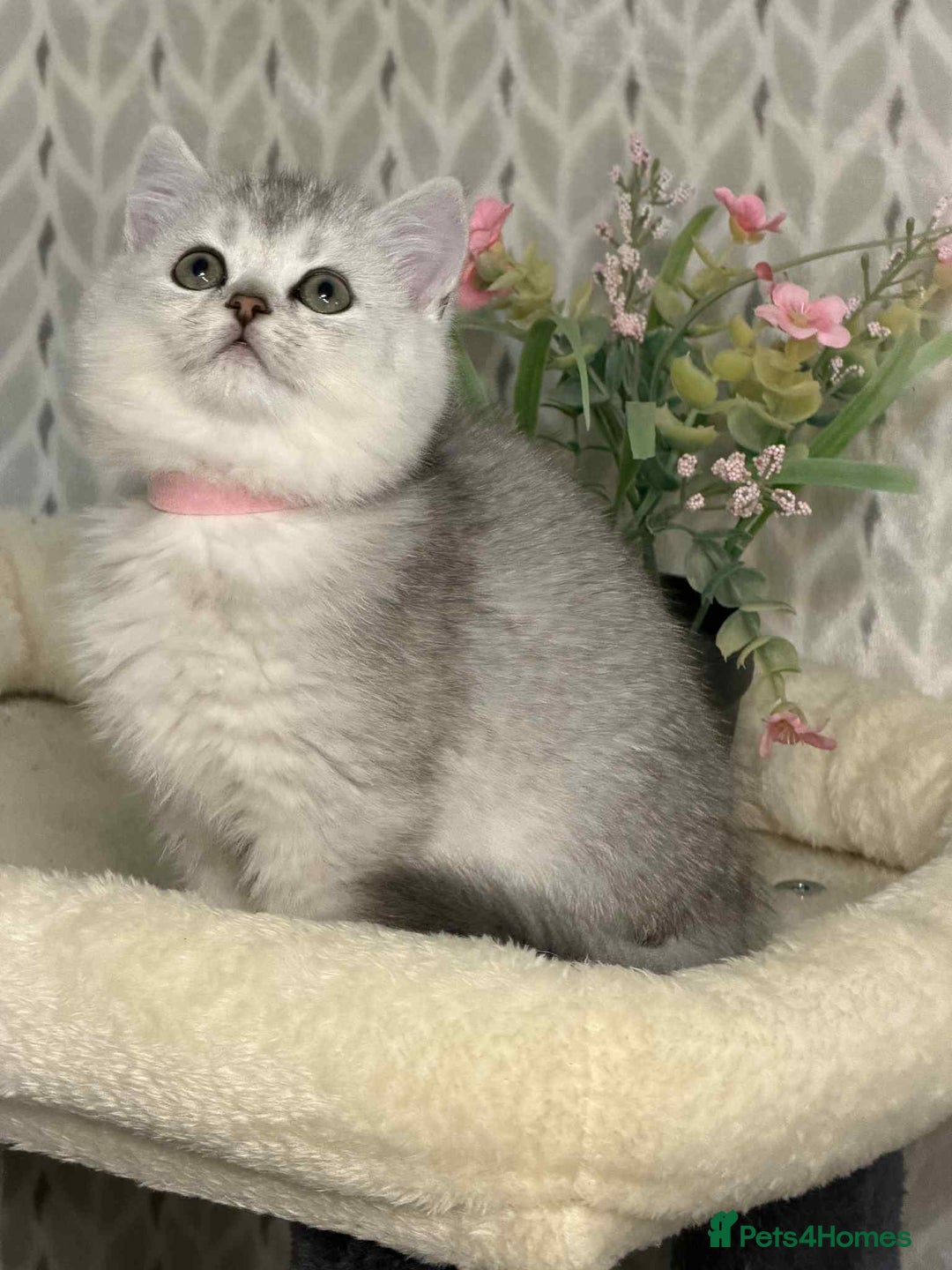 British Shorthair cats for sale: ⭐️Adorable TICA British Short/Long hair girls⭐️ - Advert 3