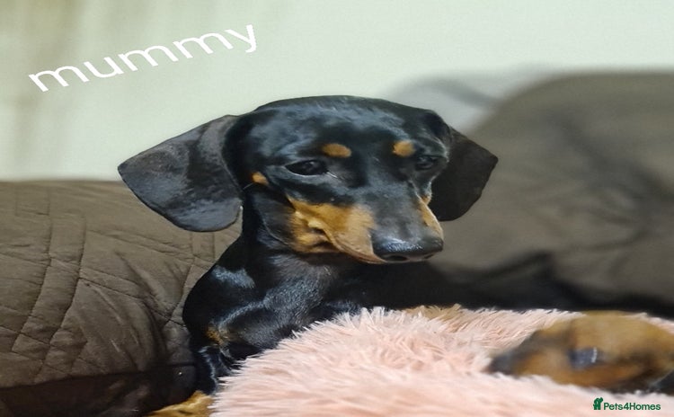 Miniature Dachshund dogs - Advert 4