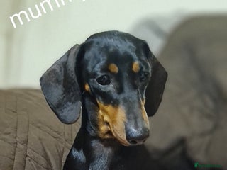 Miniature Dachshund dogs - Advert 4