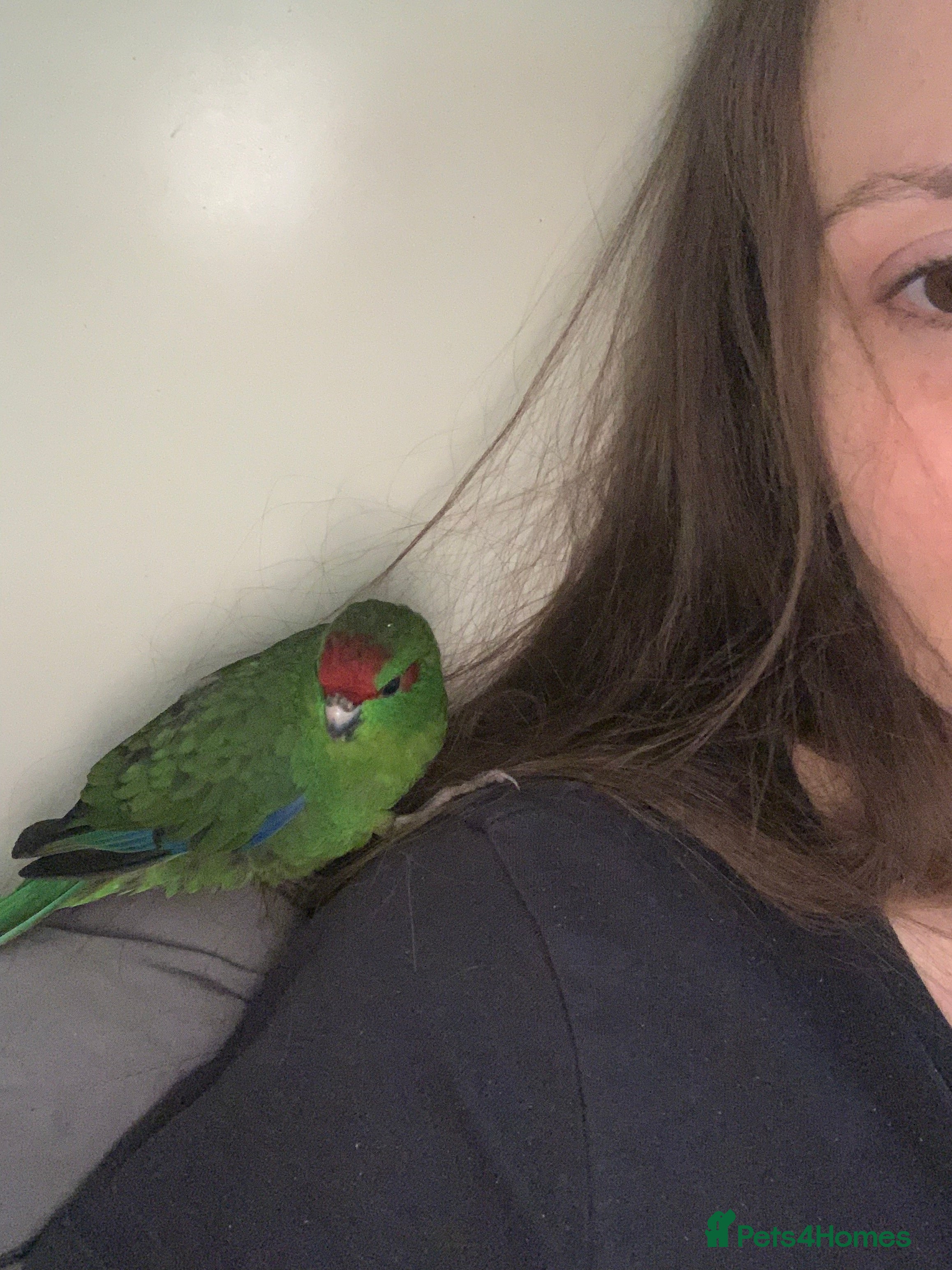 Parakeets birds 2 Hand Reared Baby Kakarikis  - Advert 4