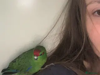 Parakeets birds 2 Hand Reared Baby Kakarikis - Advert 4