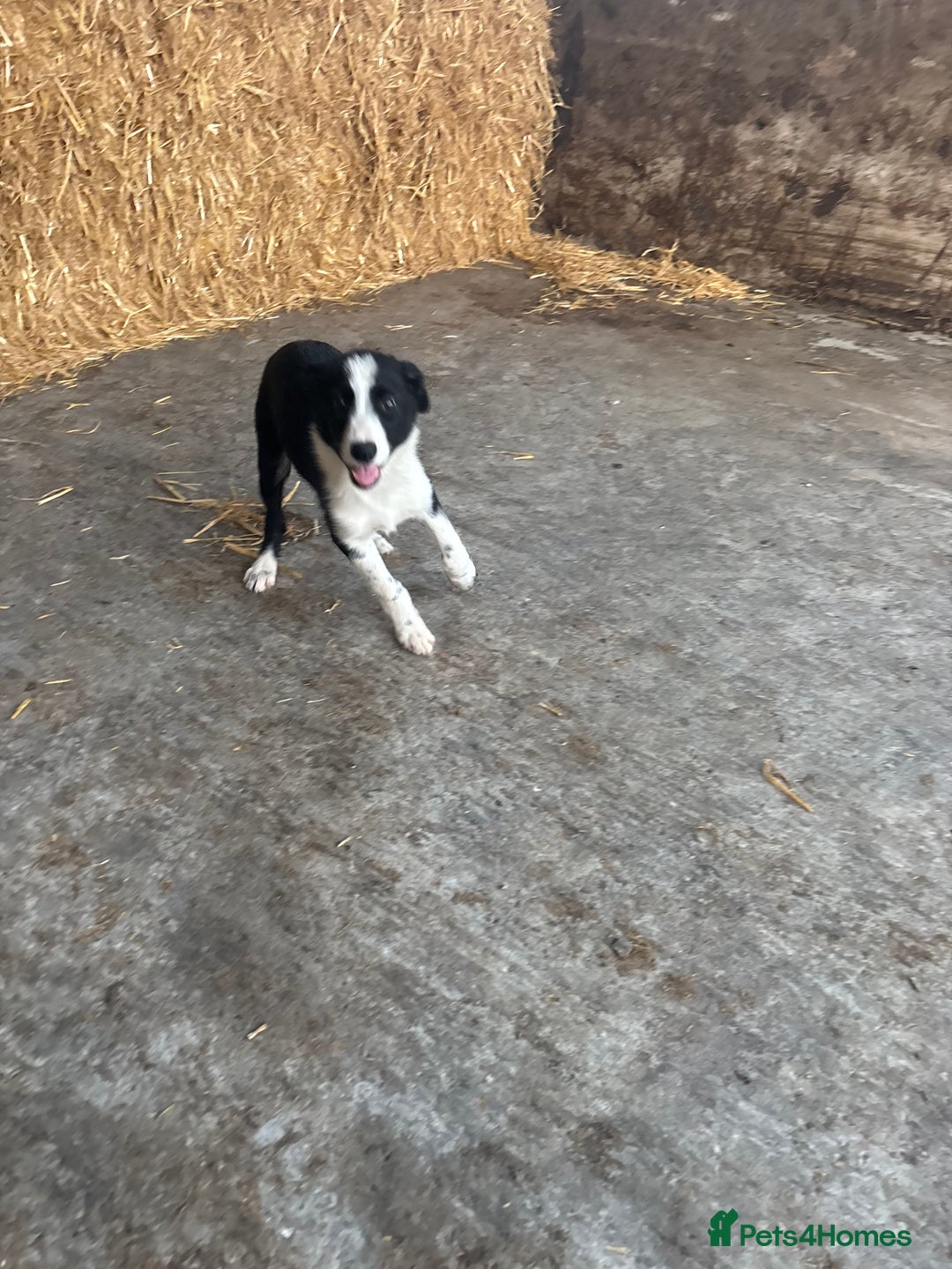Bearded Collie dogs for sale: 2 collies for sale  - Image 3
