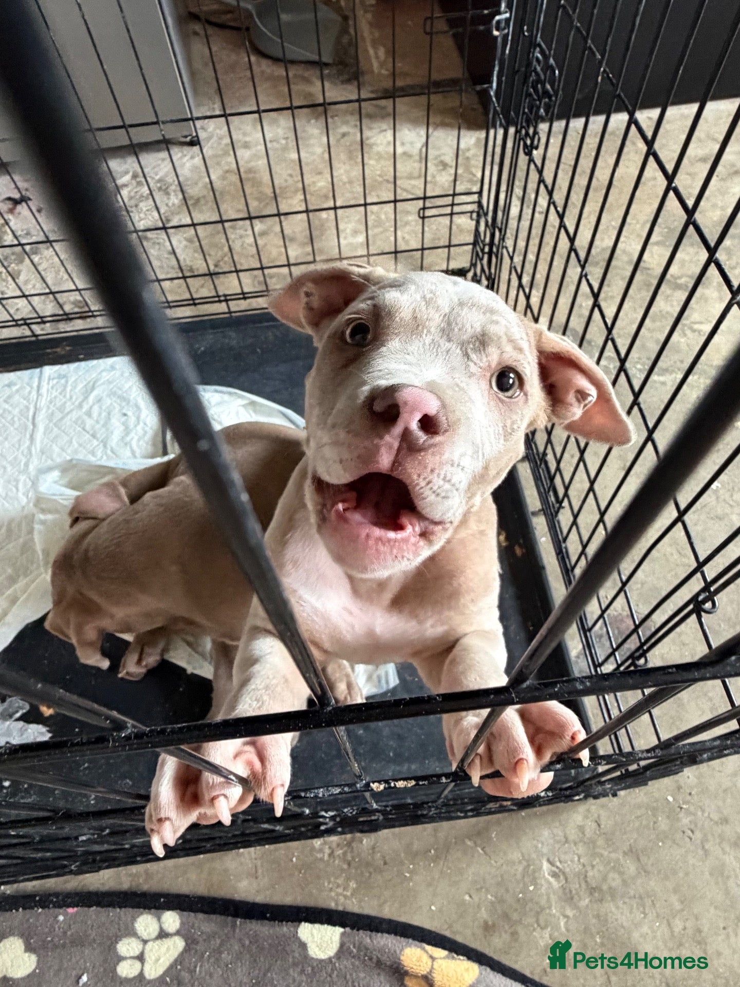 American Bully dogs Puppies for sale ABKC REGISTERED  - Advert 8