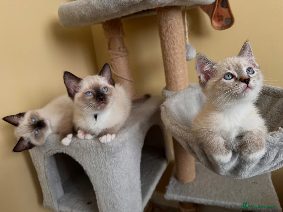 Ragdoll cats for sale: 💜 Beautiful Ragdoll Heritage Kittens 💜 - Advert 1