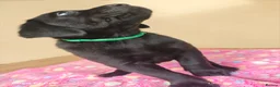 Labrador Retriever dogs for sale: Exceptional Home Raised Labrador Puppies in Nottingham - Advert 26