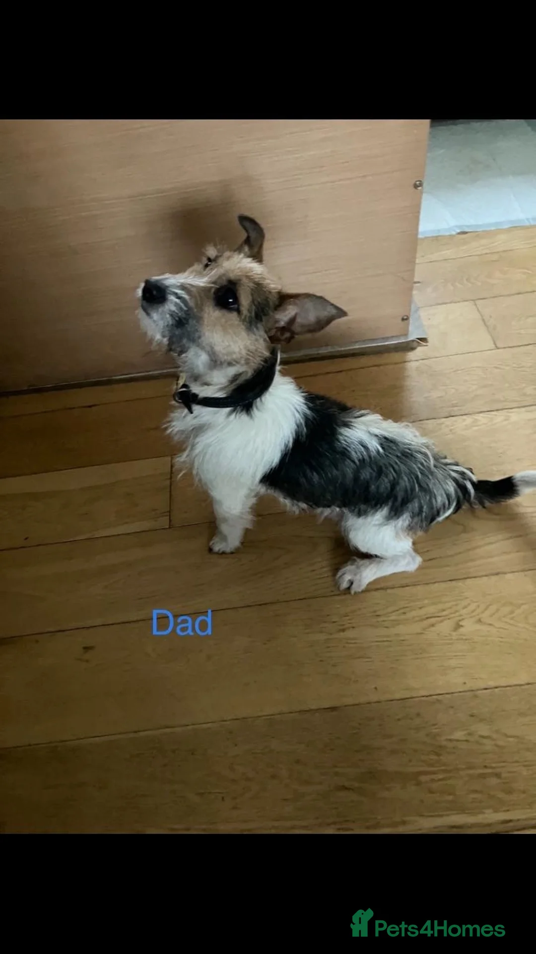 Jack Russell dogs for sale: Jack Russell Puppies for sale in Liverpool - Advert 2