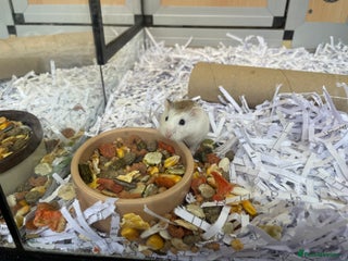 Hamster rodents Chewy - Advert 1