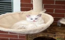 Ragdoll cats for sale: Gorgeous litter of bicolour kittens GCCF reg - Image 23