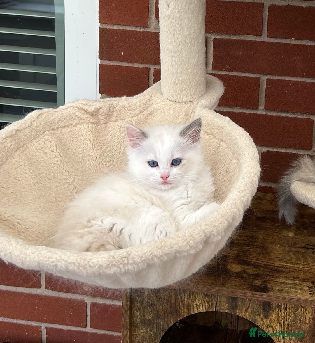 Ragdoll cats for sale: Gorgeous litter of bicolour kittens GCCF reg - Image 23
