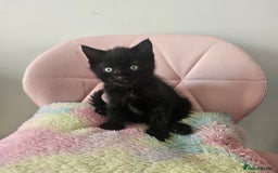 Mixed Breed cats for sale: Kittens looking for forever homes  - Image 4