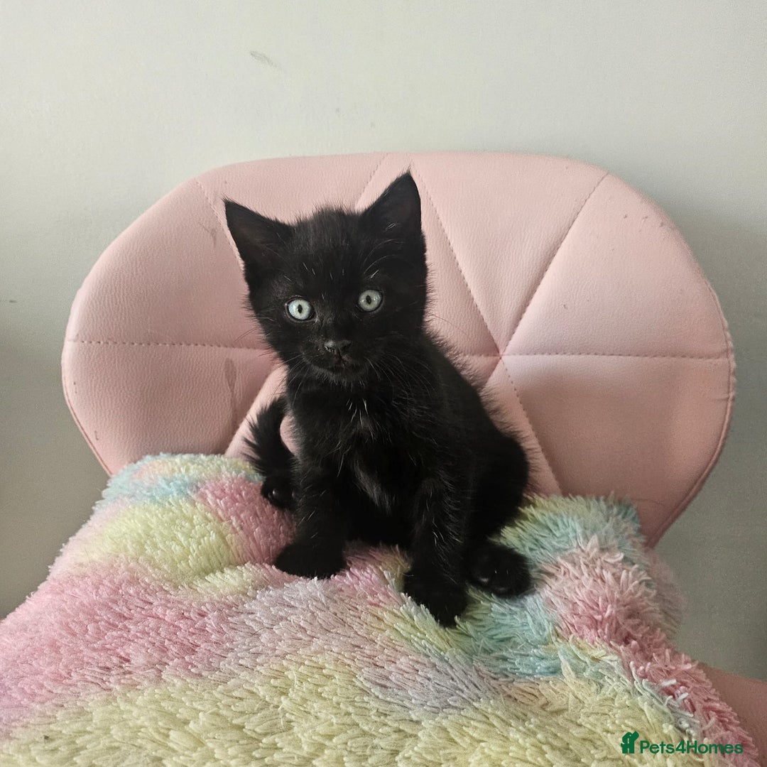 Mixed Breed cats for sale: Kittens looking for forever homes  - Image 4