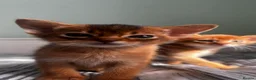 Abyssinian cats for sale: Abyssinian kittens  - Advert 18