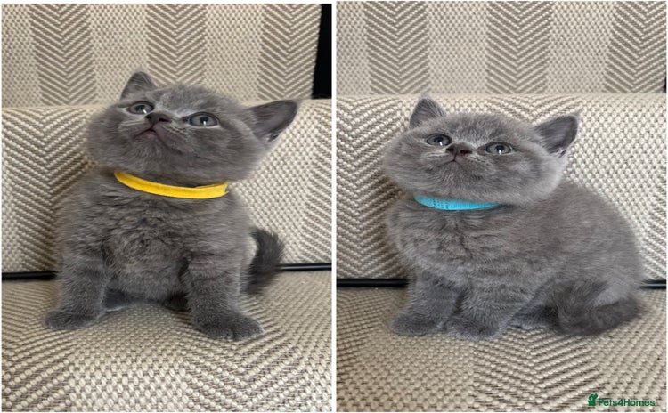 British Shorthair cats - Advert 14