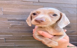 Miniature Dachshund dogs for sale: Miniature dachshunds READY NOW - Advert 12