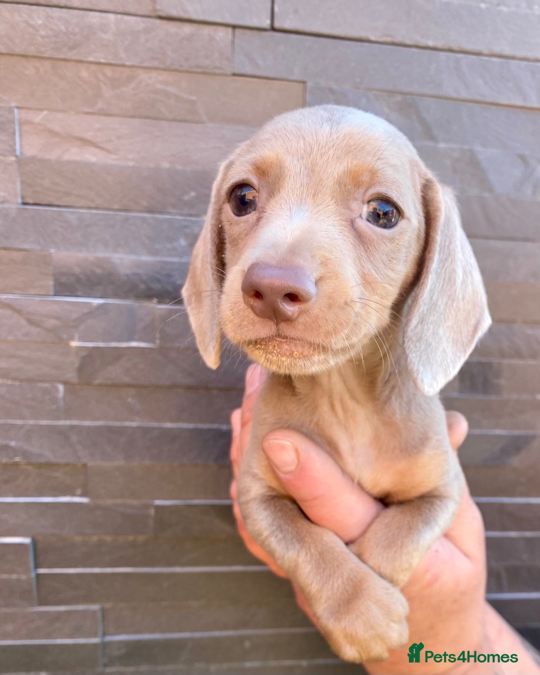 Miniature Dachshund dogs for sale: Miniature dachshunds READY NOW - Advert 12