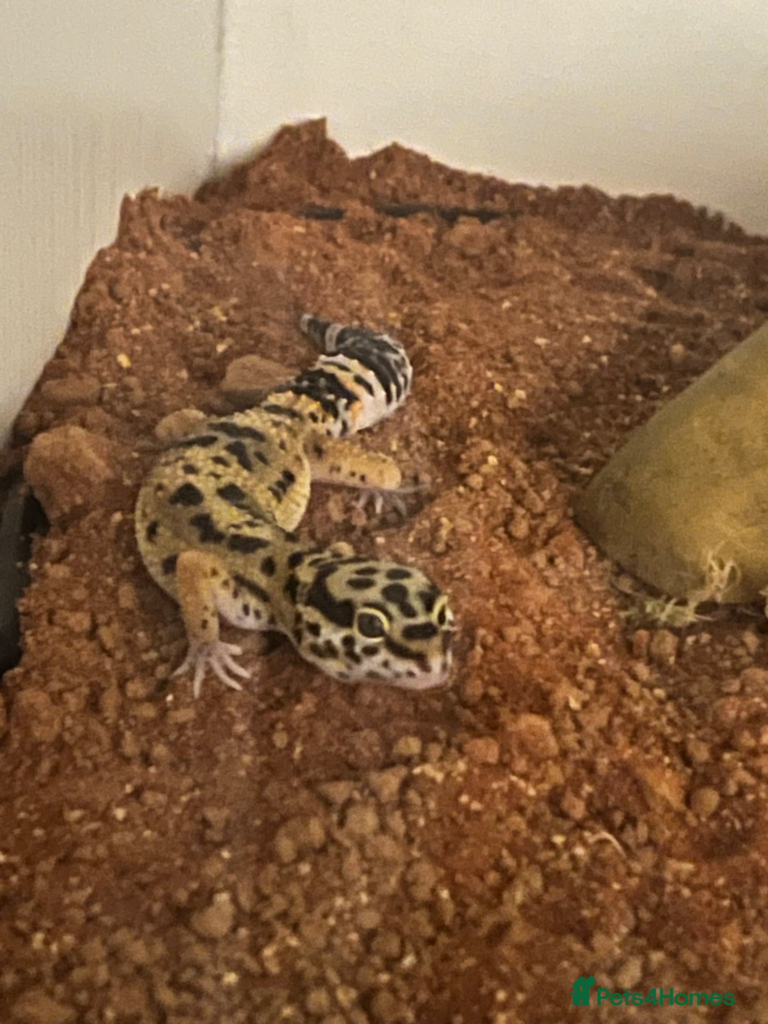 Leopard Gecko reptiles Leopard gecko - Advert 2