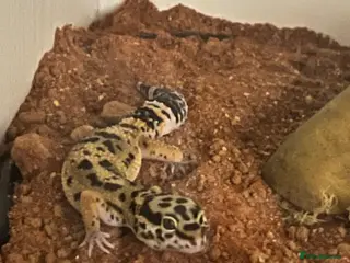 Leopard Gecko reptiles Leopard gecko - Advert 1