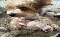 Yorkshire Terrier dogs for sale: Yorkshire Terrier Biewer  - Image 4