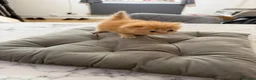 Persian cats for sale: 🐾 Beautiful Persian Kittens – Ready Soon 🐾 - Advert 6