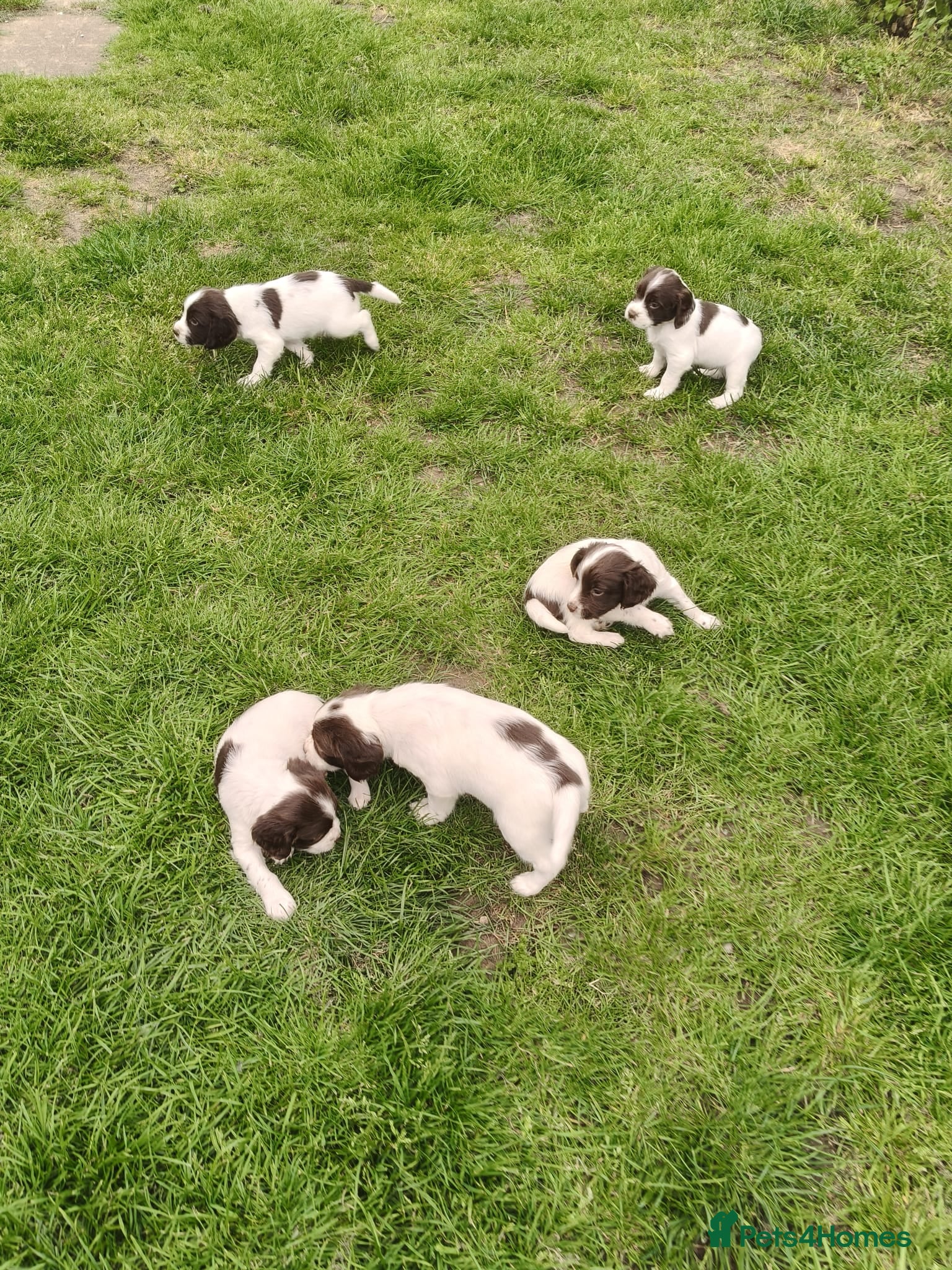English Springer Spaniel dogs for sale: Quality ESS Puppies for Sale - Advert 1