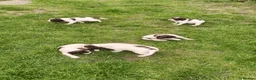 English Springer Spaniel dogs for sale: Quality ESS Puppies for Sale - Advert 1