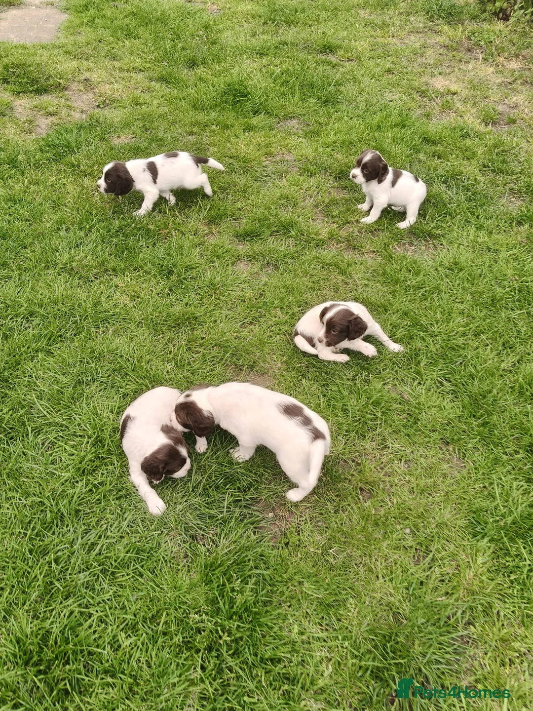 English Springer Spaniel dogs for sale: Quality ESS Puppies for Sale - Advert 1