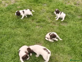 English Springer Spaniel dogs for sale: Quality ESS Puppies for Sale - Advert 1