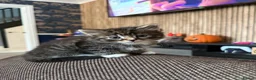 Mixed Breed cats for sale: 8 tabby/black kittens available  - Advert 24
