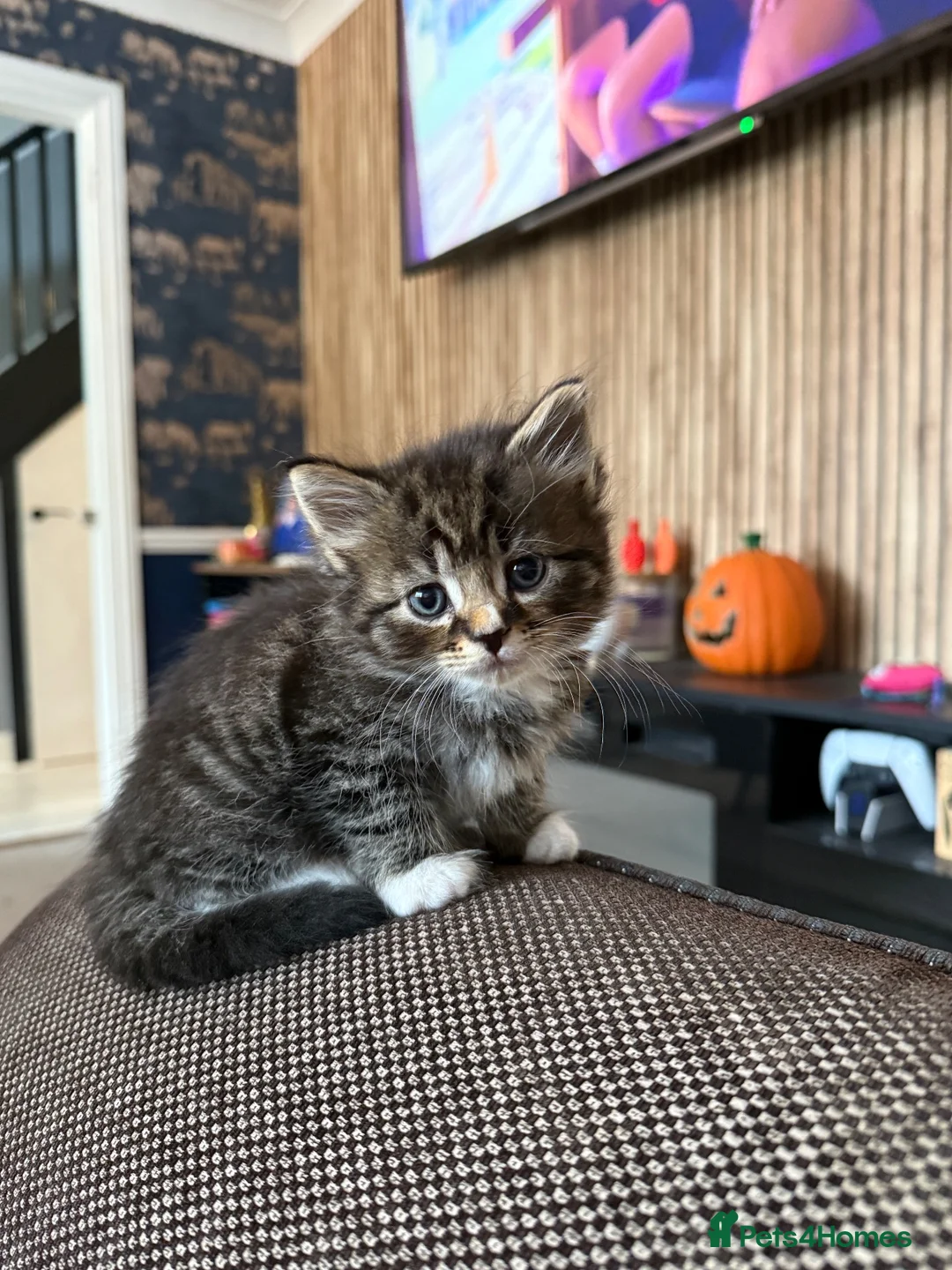 Mixed Breed cats for sale: 8 tabby/black kittens available  - Advert 24