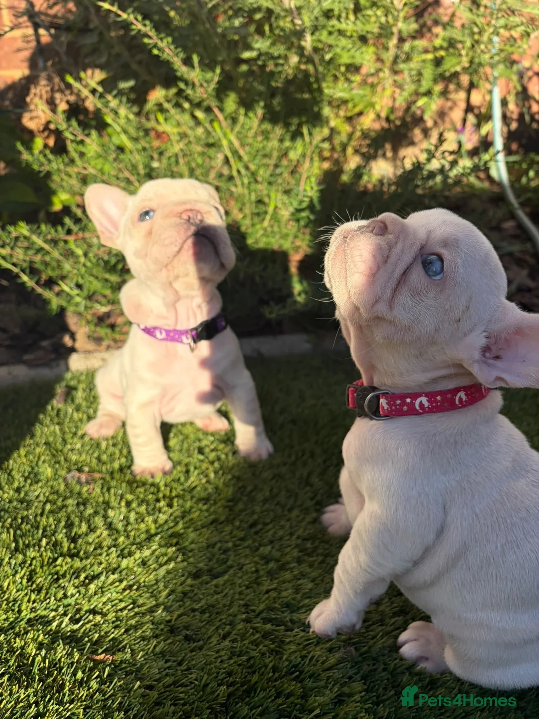 French Bulldog dogs for sale: KC French Bulldogs  - Advert 1
