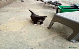 Mixed Breed cats for sale: Three black/white kittens need new home - Image 6