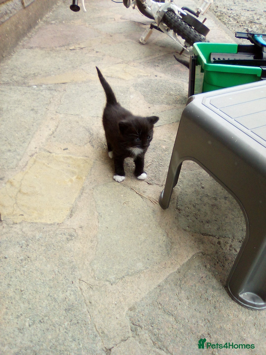 Mixed Breed cats for sale: Three black/white kittens need new home - Image 6