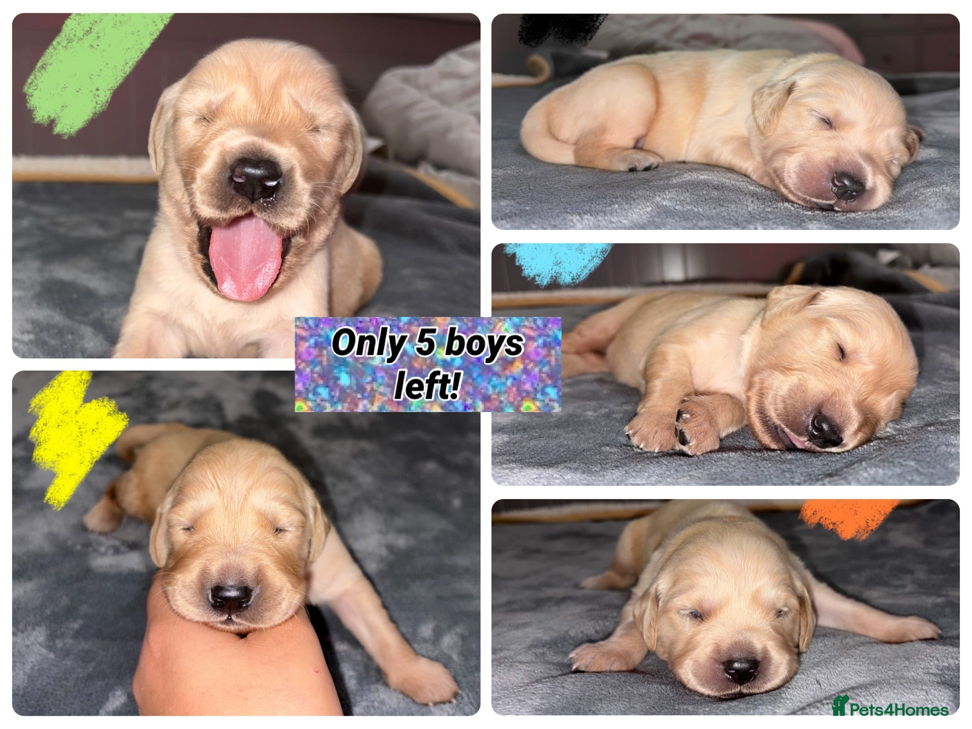 Golden Retriever dogs GOLDEN RETRIEVER PUPPIES  - Advert 9